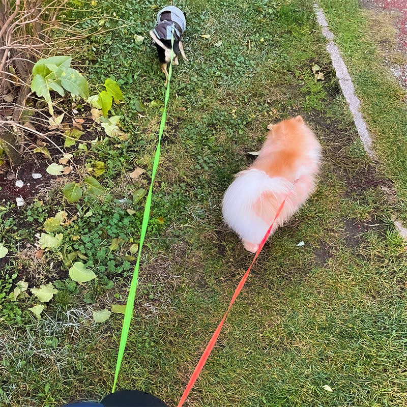 Flexi dubbelt hundkoppel - trasselfritt